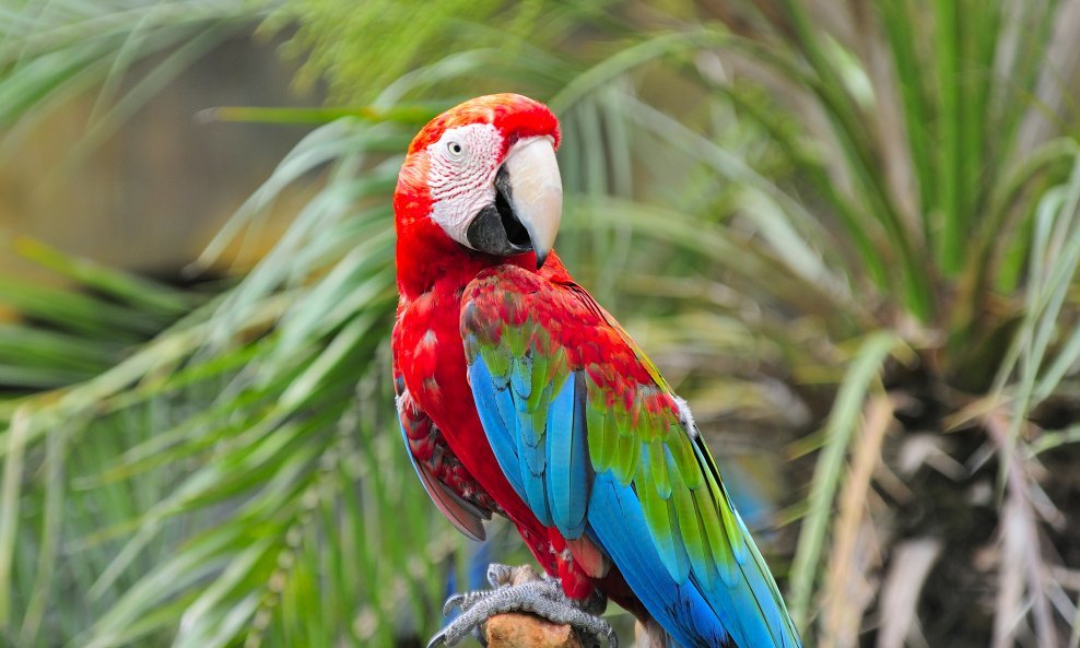 papiga papagaj