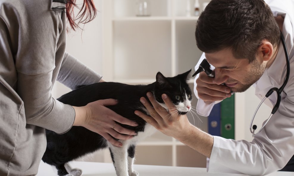 mačka pregled veterinar
