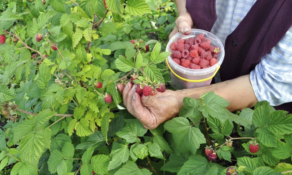 Branje malina maline