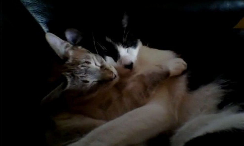 mačke zagrljaj