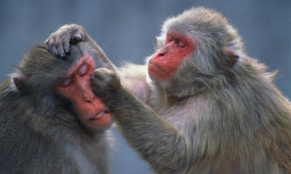 majmuni makaki