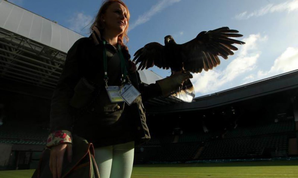 Rufus the Hawk, sokol Wimbledona