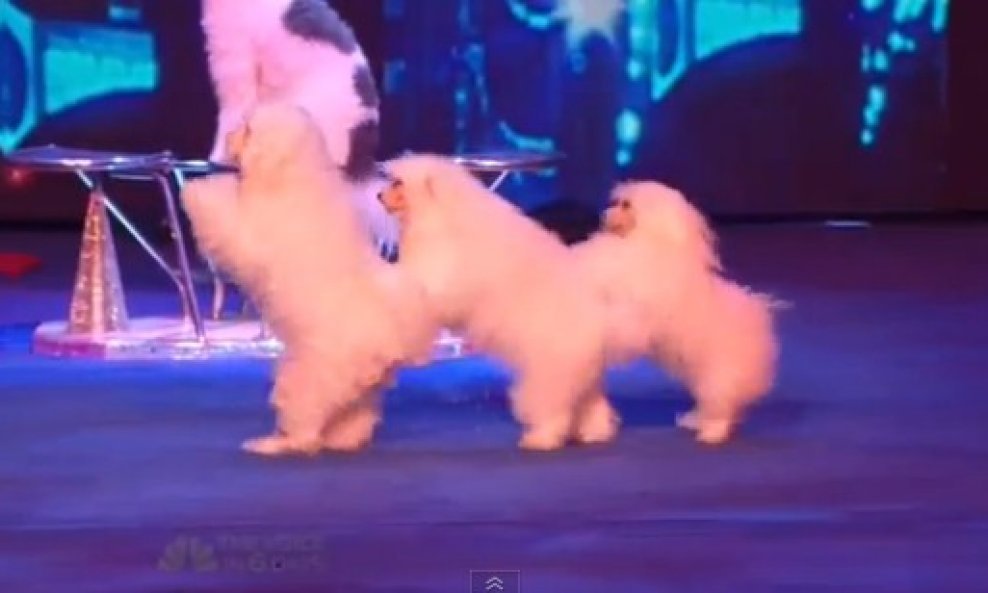 Olate dogs psi američki talent show