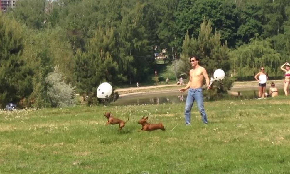 jazavčar funvideo