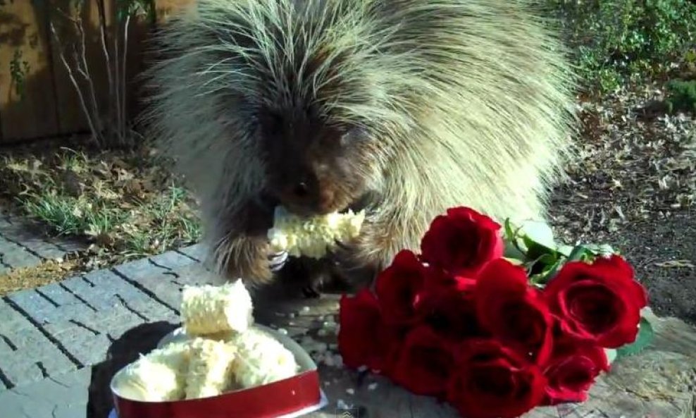 dikobraz Teddy funvideo