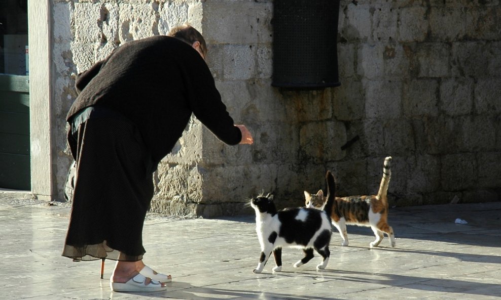 hrvati mačke dubrovnik