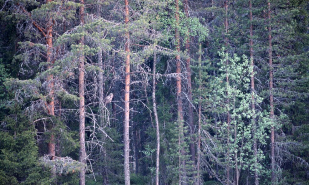 bor šuma borovina drveće ptica