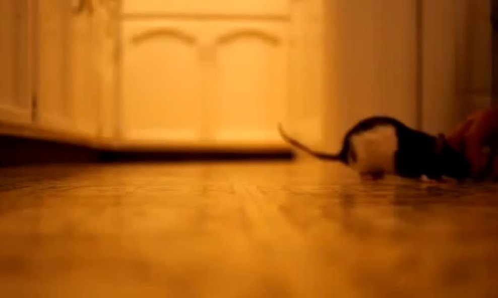 stakor izigrava psa funvideo