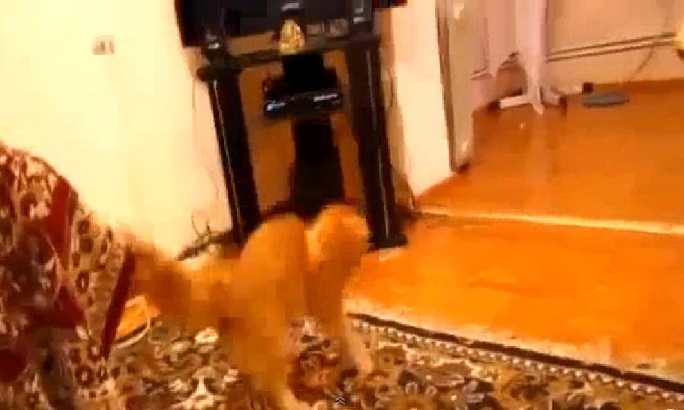 Ova mačka stvarno ne voli Super Marija