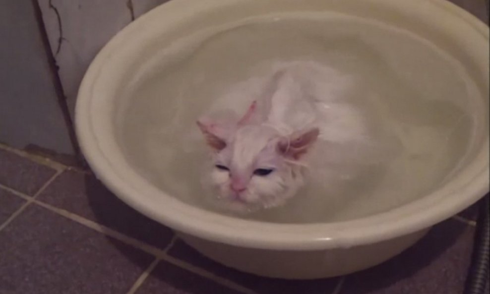 mačka lavor kupanje