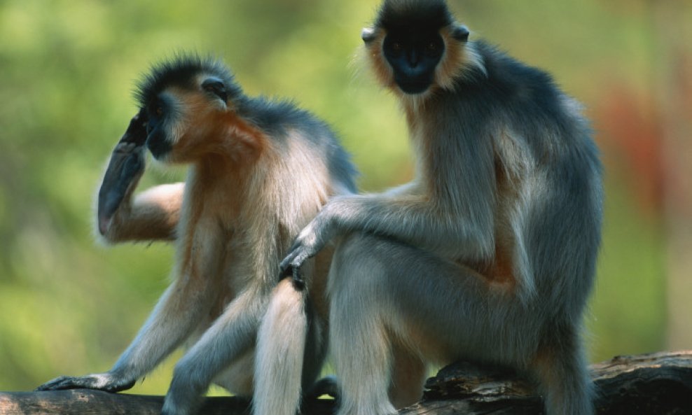 langur majmuni