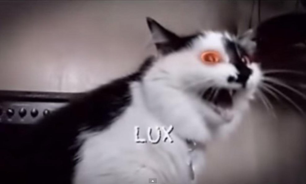 mačak Lux funvideo
