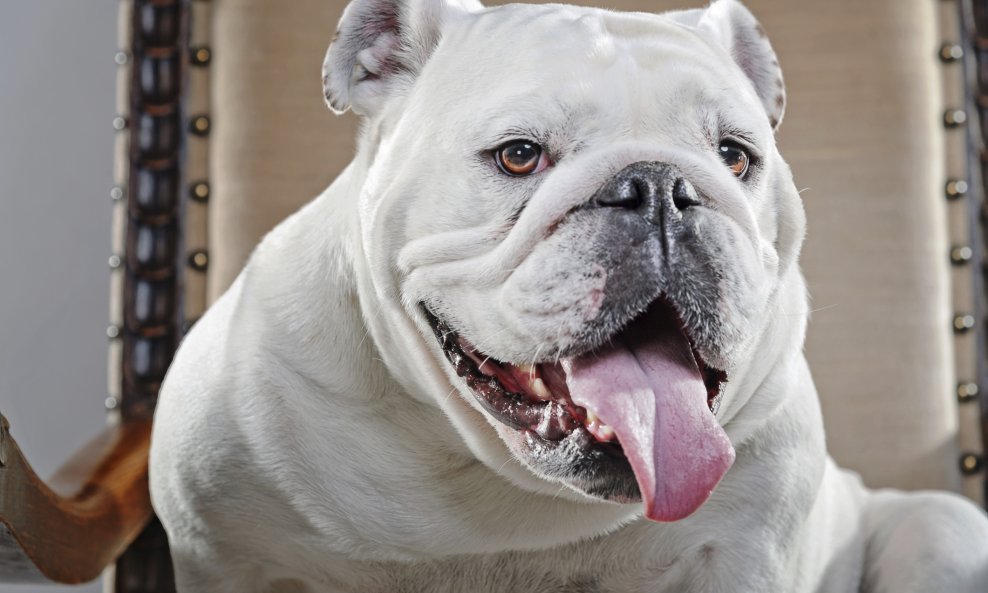 buldog pas