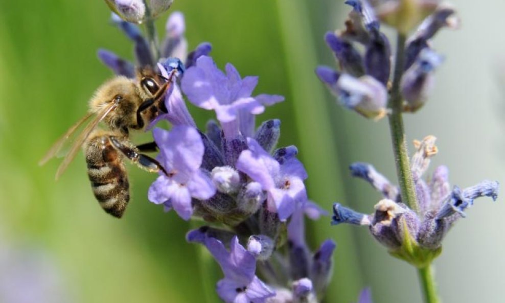 LAVANDA PČELA