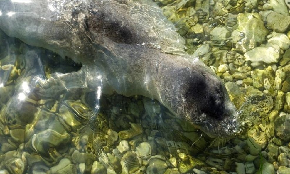 Sredozemna medvjedica na Valkanama družila se s kupačima (2)