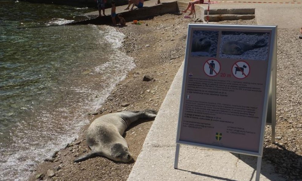 Pula, Sredozemna medvjedica uz turiste tražila na plaži svoje mjesto pod suncem (1)