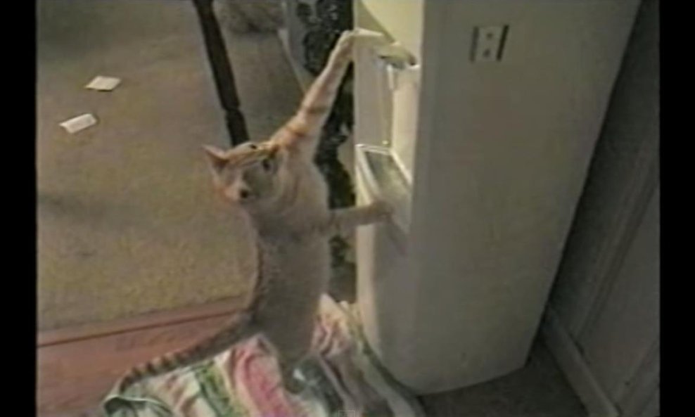 mačka Peaches funvideo