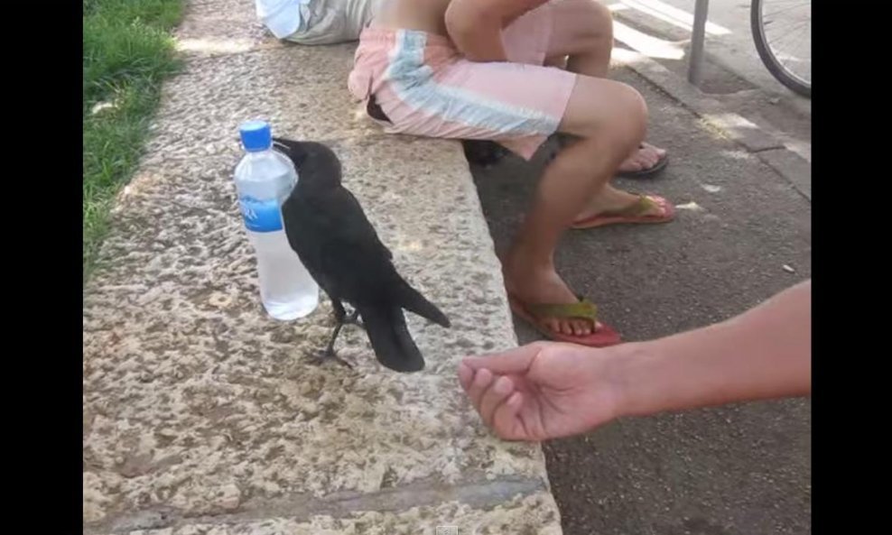 vrana funvideo