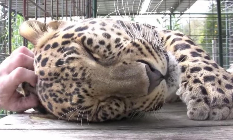 leopard funvideo