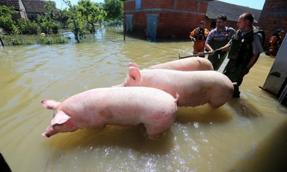 Gunja poplava svinje