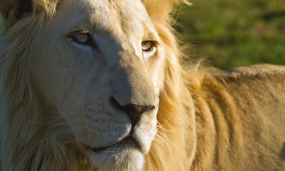 lav lavovi afrika