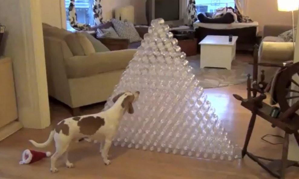 pas božićni poklon funvideo