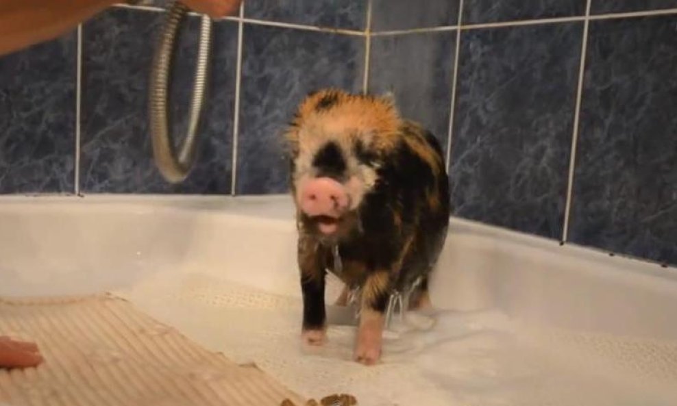 Spotty funvideo