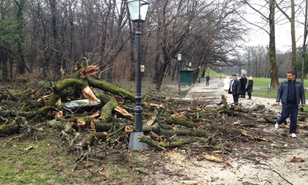 Srušeno stablo u Maksimiru