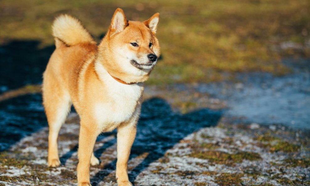 pas akita inu