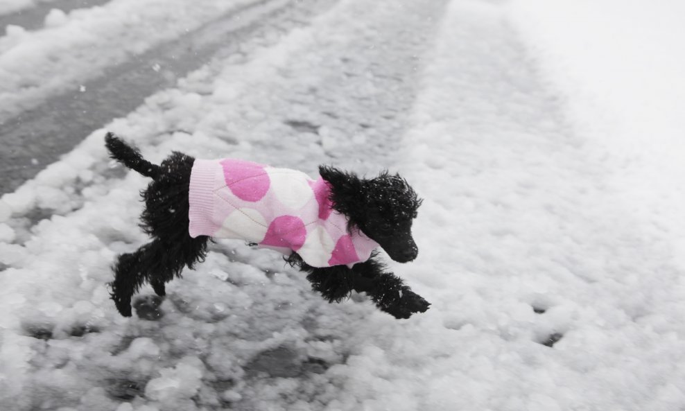 Snijeg pas pudlica