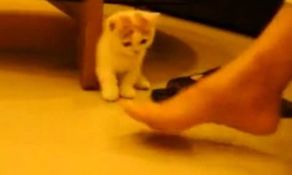 Pogledajte macu u borbi s džinovskim stopalom