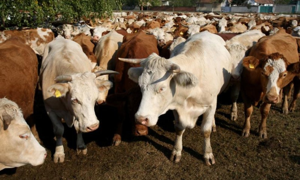 Krave traže pašnjak (3)