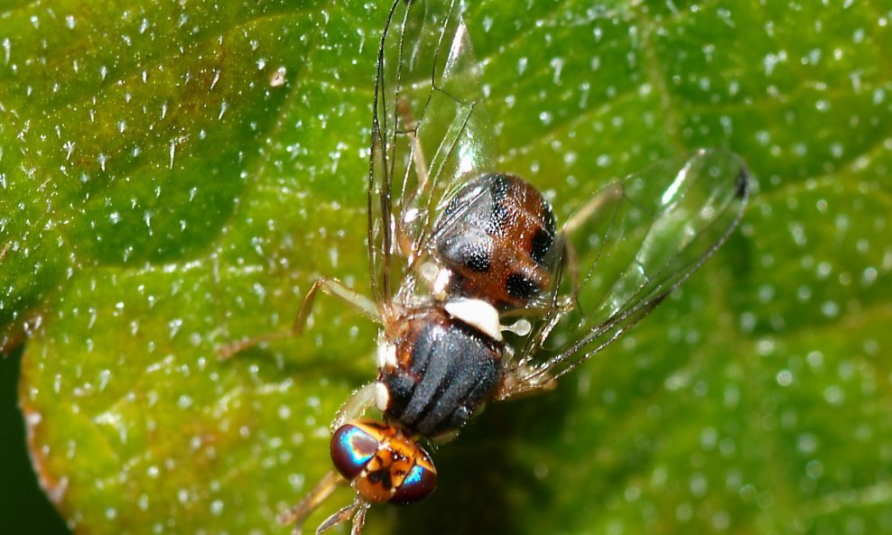 Bactrocera oleae mušica maslina