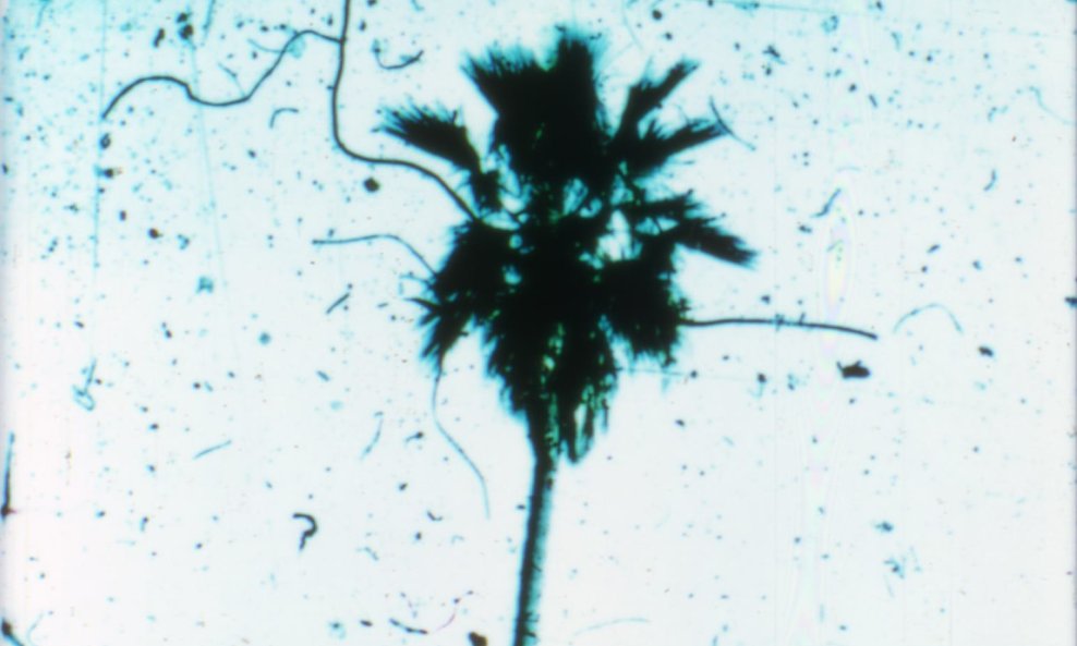 Venusville Laida Lertxundi