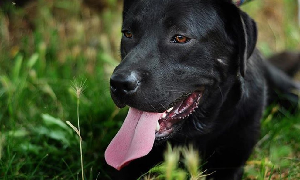 stone labrador pas