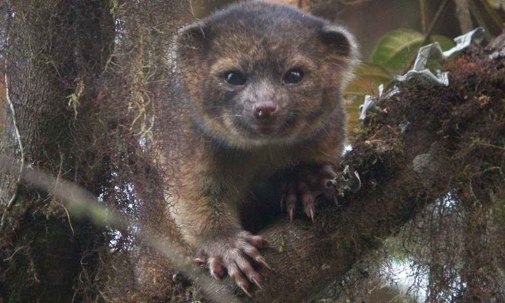 olinguito