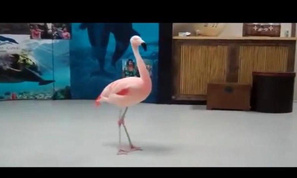 flamingo funvideo