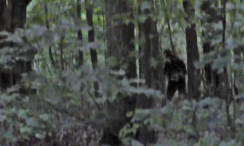 Bigfoot funvideo