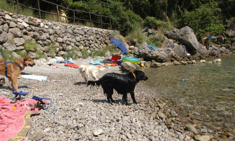 PSI NA PLAŽI PAS