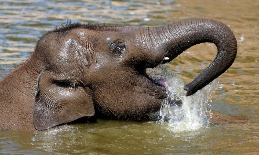 Oko 300 turista spašeno je na leđima slonova
