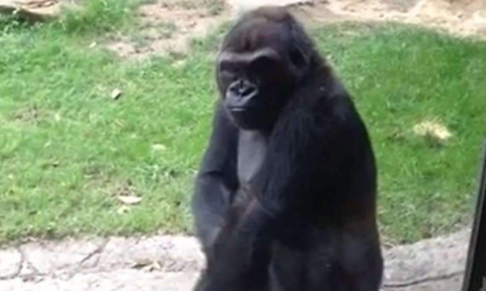 gorila zoološki vrt funvideo