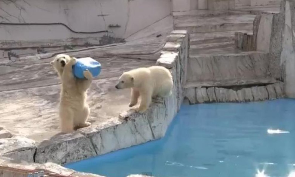 polarni medvjedići funvdideo