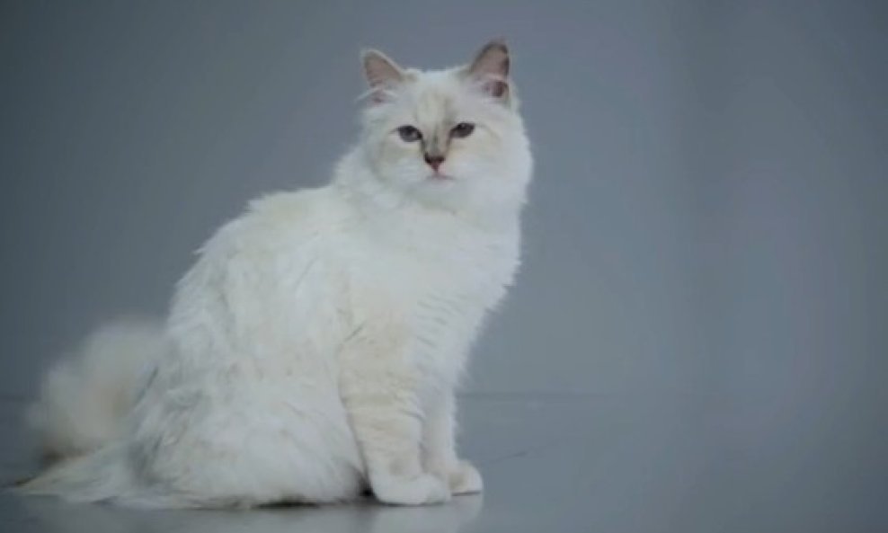 Choupette, Karl Lagerfeld