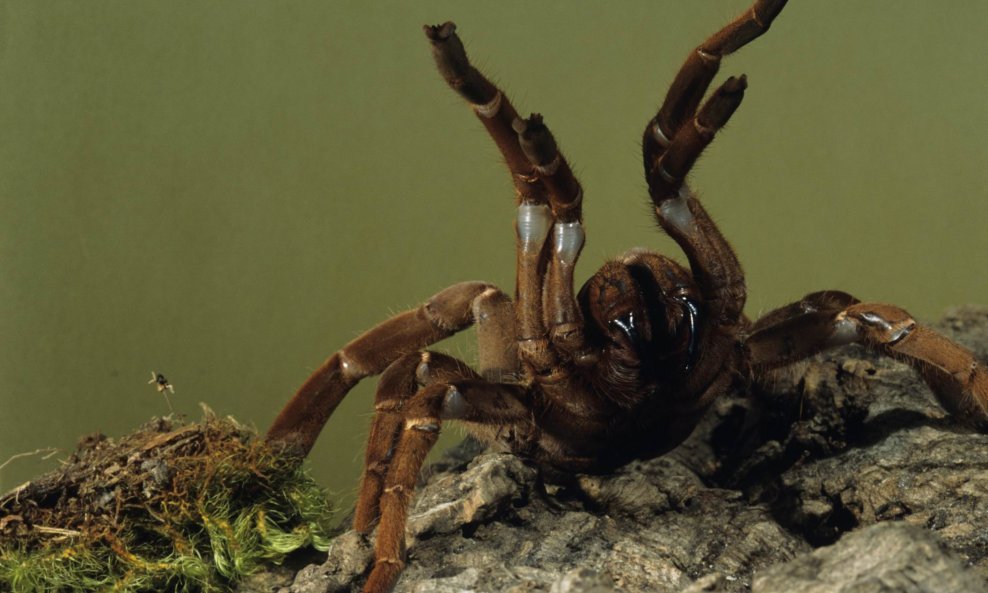 tarantula pauk