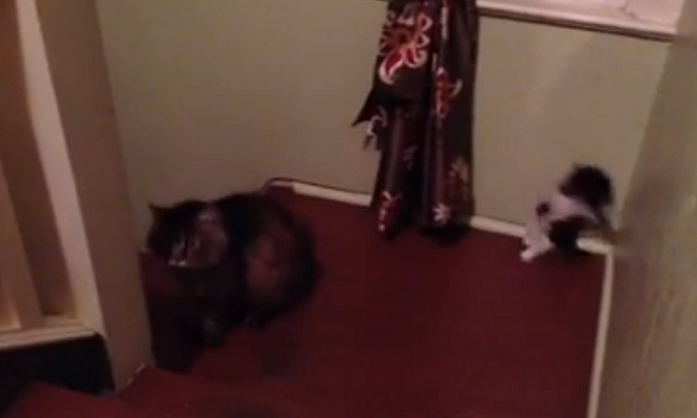 macic se uplasio kihanja funvideo