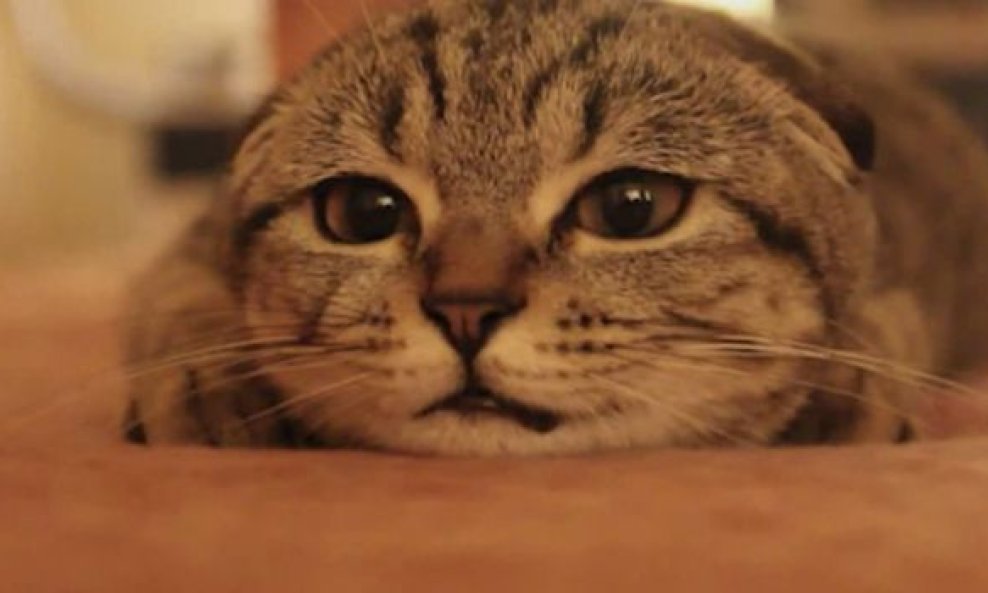 iz macjih dnevnika funvideo