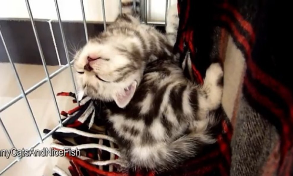 usnuli macic funvideo