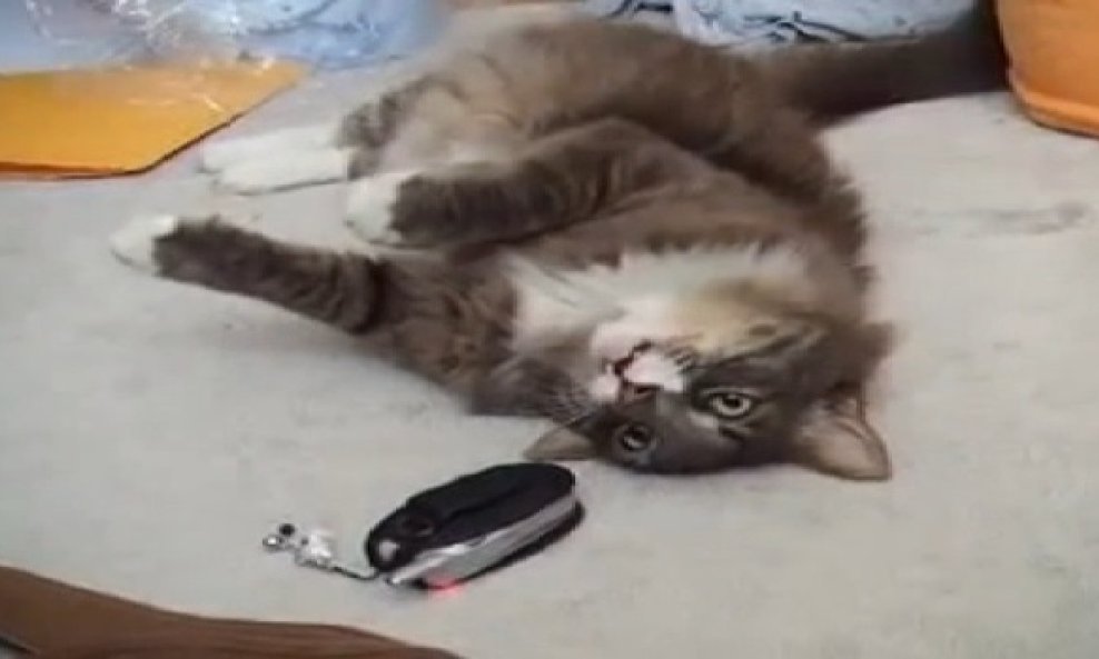 macka i mobitel funvideo