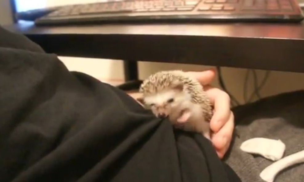 jez grize majicu funvideo