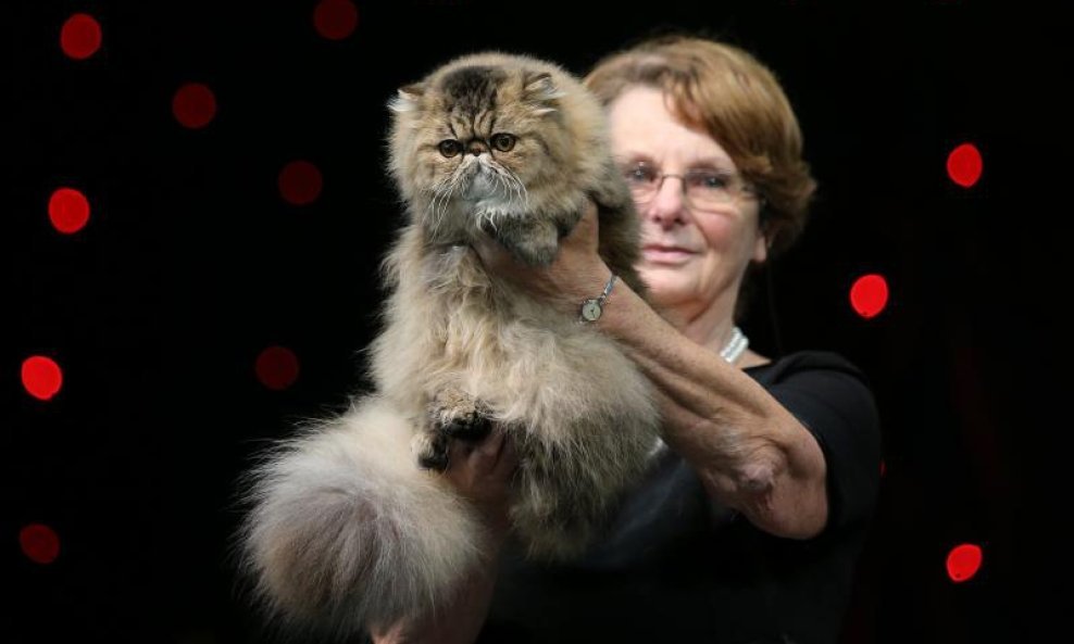 Best in show na Svjetskoj izložbi mačaka u Zagrebu (15)